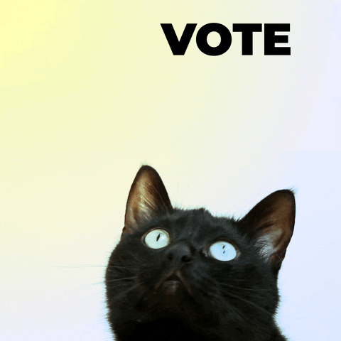 Черный кот с голубыми глазами наблюдает за плавающим текстом «Vote» («Голосуй»)